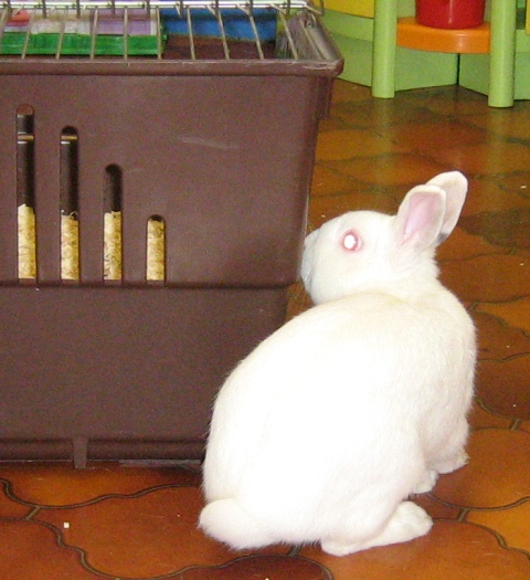 [JPG] tchoupi_lapin (1).JPG