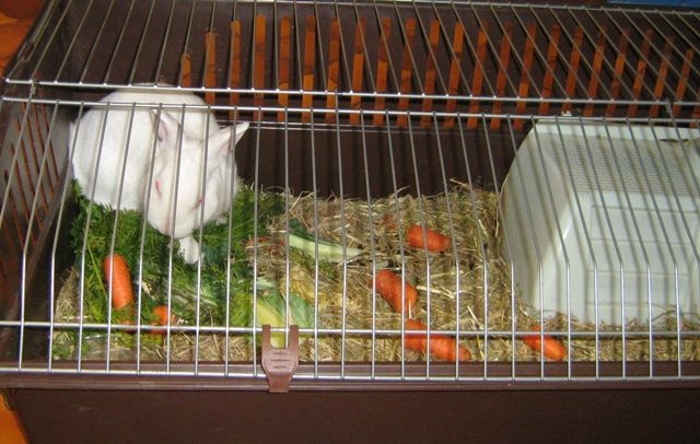 [JPG] tchoupi_lapin (2).JPG