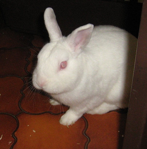 [JPG] tchoupi_lapin (3).JPG