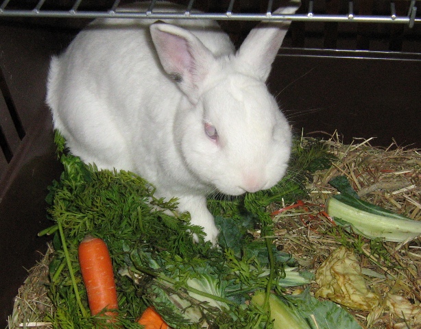 [JPG] tchoupi_lapin (4).JPG